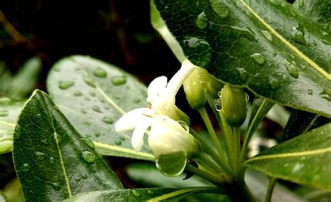 七里香禁忌|七里香花语禁忌有吗？是哪些？七里香